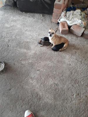 Se Vende Chihuahua de Un Mes de Nacido