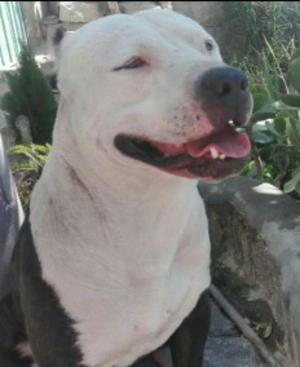 Servicio de Monta Pitbull Red Nose