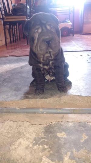 Sharpei Macho