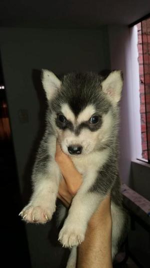 Siberian Husky