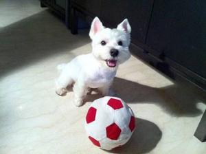 Ultima Pareja de Terrier Blanco