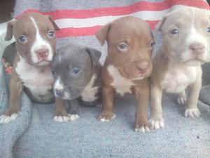 Vendo Cachorros Pitbull