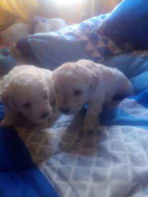 Vendo Lindo Cachorros Poder