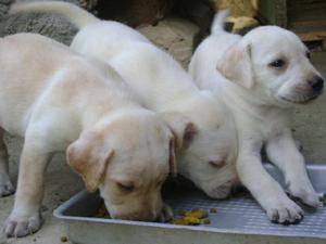 Venta de Cachorros Labradores Retrievers