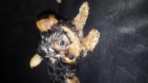 Yorkshire terrier cachorros