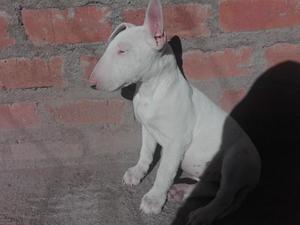 cachorra bull terrier