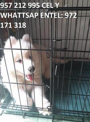 cachorros samoyedo y husky