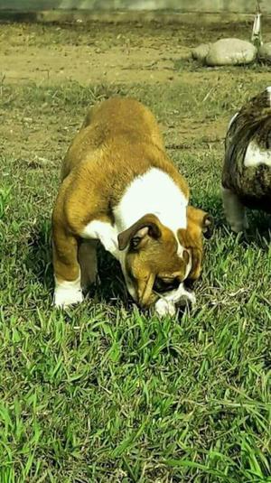 en Venta American Bully