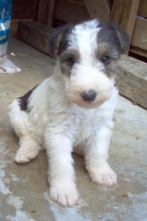 fox terrier