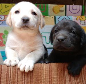 se Vende Cachorros Labradores A1 de un mes de nacidos Padres
