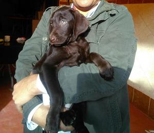 venta de cachorro labrador