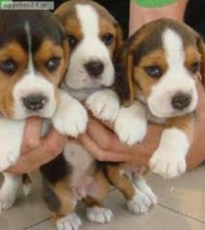 Beagle Tricolores Originales