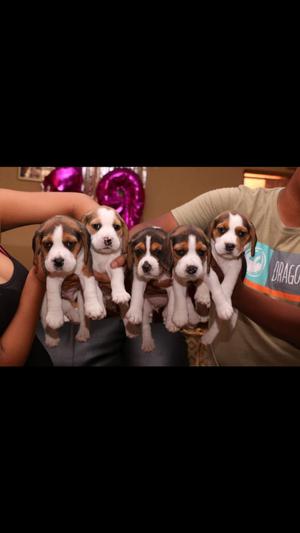 Beagles Bebes