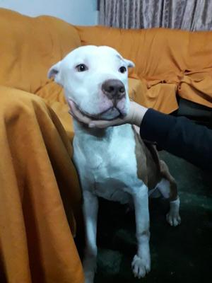 Bello Pitbull en Adopción