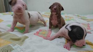 CACHORROS PITBULL