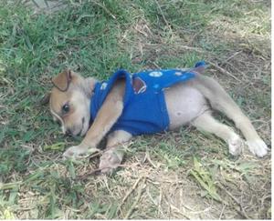 Cachorra Linda en Adopción