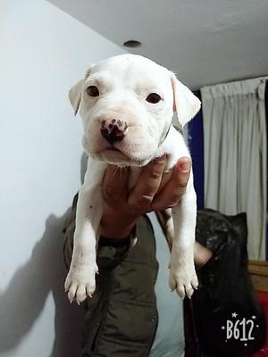 Cachorritas Pittbull