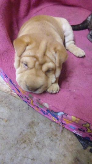 Cachorritas Sharpei Hembras