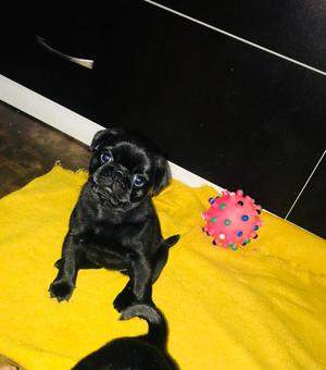 Cachorro Pug negro hembrita