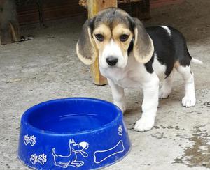 Cachorros Beagle