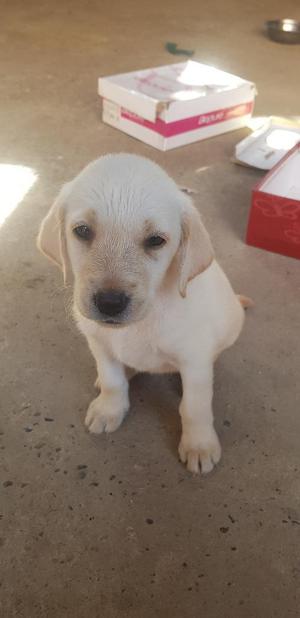 Cachorros Labrador