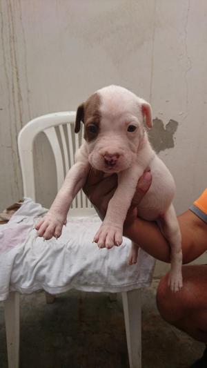 Cachorros Pitbull