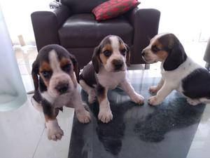 Cachorros beagle en venta