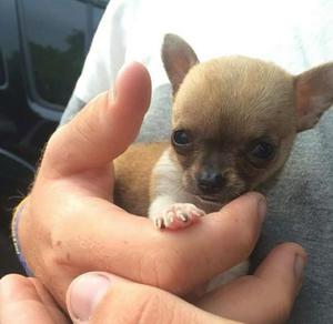Chihuahuas Mini Adorables Cachorros