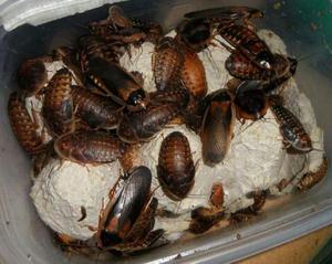 Cucarachas Alimento Vivo Repriles Erizos
