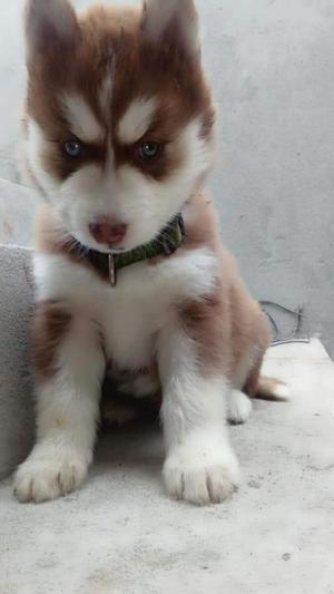 Hermosos Husky