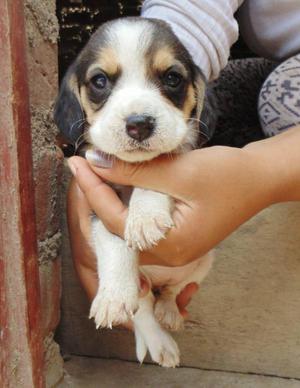 Hermosos beagles tricolor