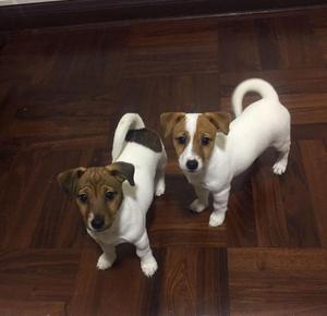 Jack russell cachorras