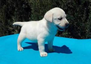 Labrador Bellisimos