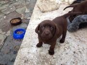 Labrador Chocolates lindos cachorros vacunados