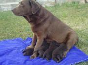 Labrador Retriever Chocolates Marron desparasitados y