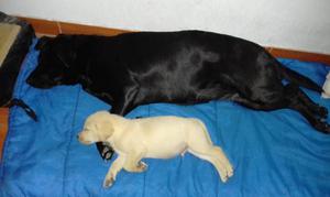 Labrador color hueso