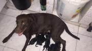 Labrador retriever Negros y Chocolates excelentes cachorros