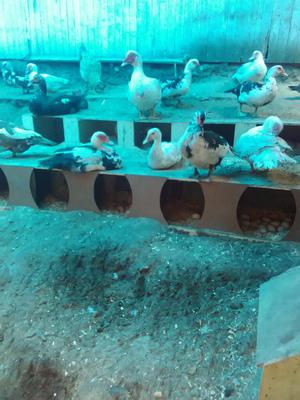 Patos de Corral para Criar Y Consumo