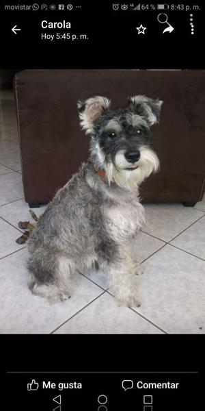 Schnauzer para Monta