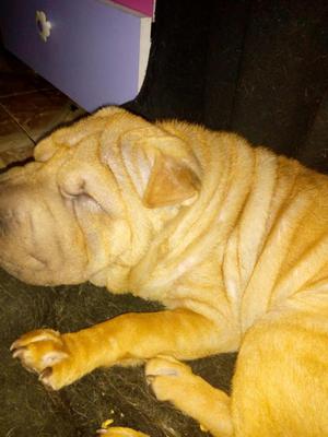 Sharpei