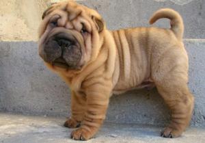 Sharpei