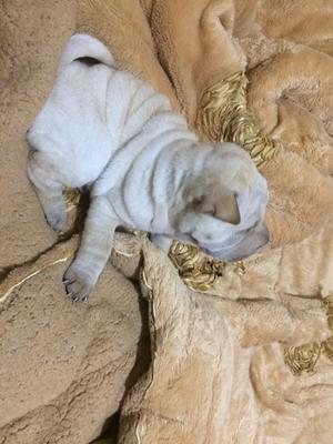 Sharpei Macho