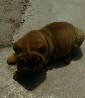 Sharpei Ocasion 600