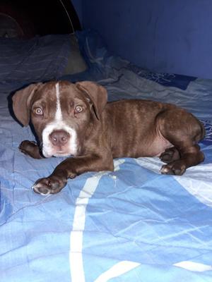 Vendo Cachorro Macho Pitbull