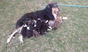 Vendo Cachorros Collie Lassie | CEL:  