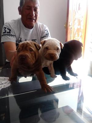 Venta de Cacorros Shar Pei