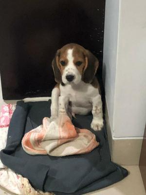 en Venta Beagle Cachorrito. 3 Meses