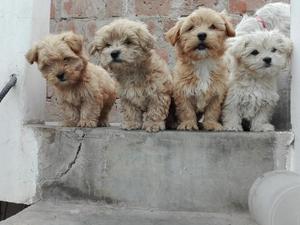 lindos cachorros en venta