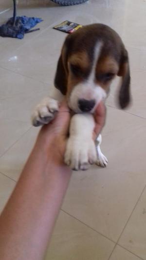 Última Cachorra Beagle