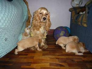 COCKER CACHORROS ADORABLES